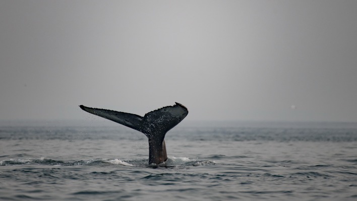 кит хвост над водой море