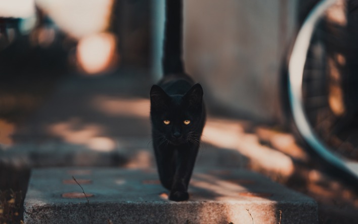 кот черный кошка улица