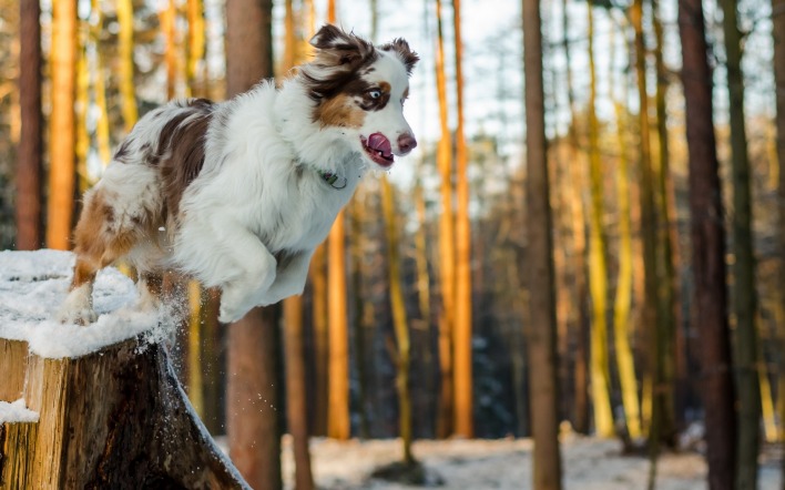 собака пень лес прыжок
