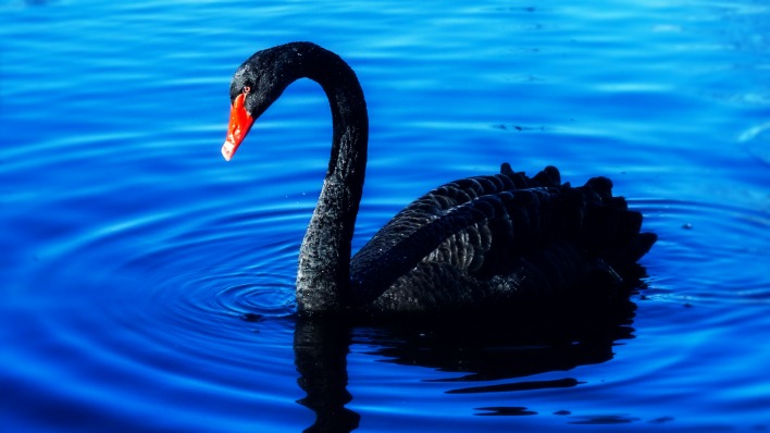 лебедь черный на воде шея