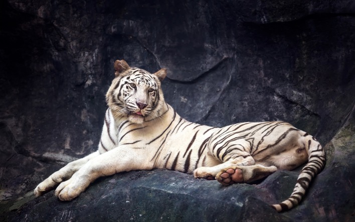 тигр белый тигр лежит на камне