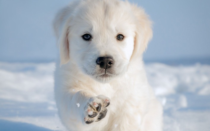 собака щенок белый снег