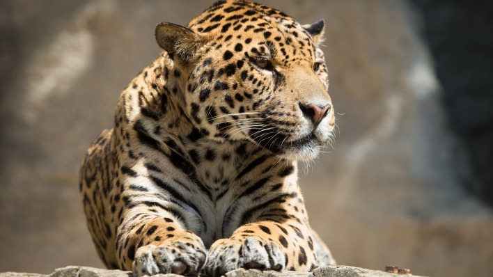 леопард лежит морда лапы на камне