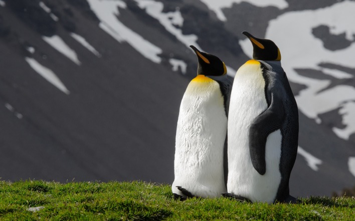 пингвины на траве склон