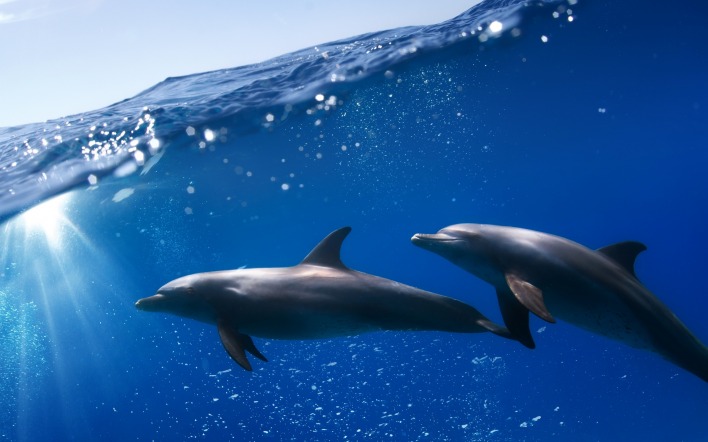 волна дельфины вода под водой океан