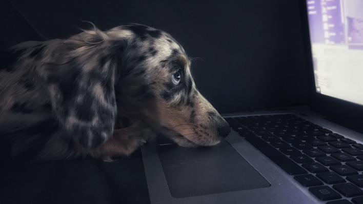 собака клавиатура ноутбук