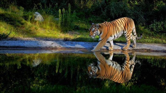 тигр берег речка водоем отражение хищник зверь