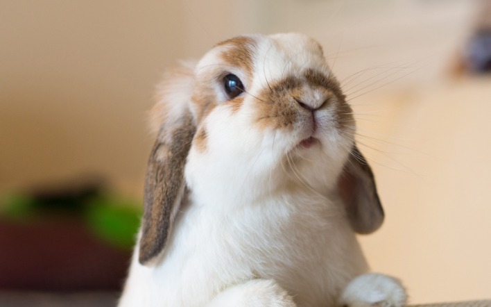 кролик мордочка усы уши