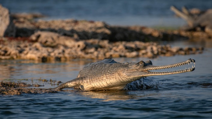 аллигатор болото крокодил