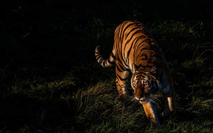тигр хищник крадется в траве