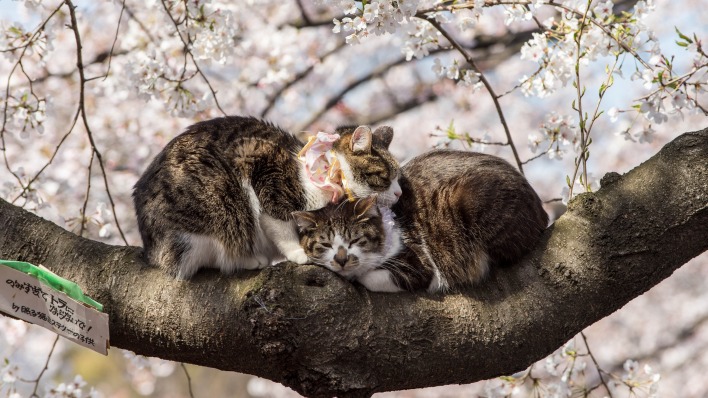 коты дерево ветка любовь