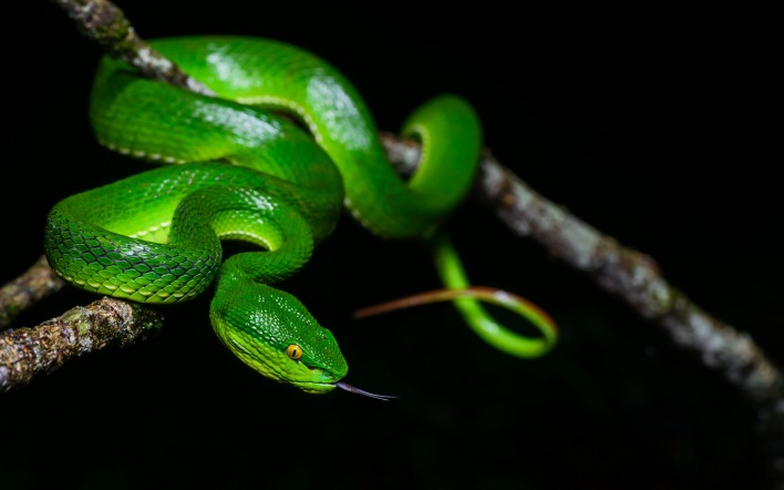 змея ветка зеленая хвост чешуя
