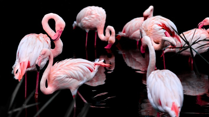фламинго розовый черный фон птицы