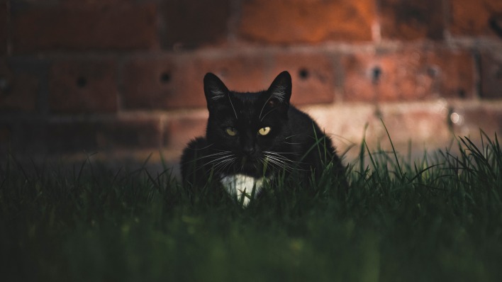 кот черный в траве на газоне кирпичная стена