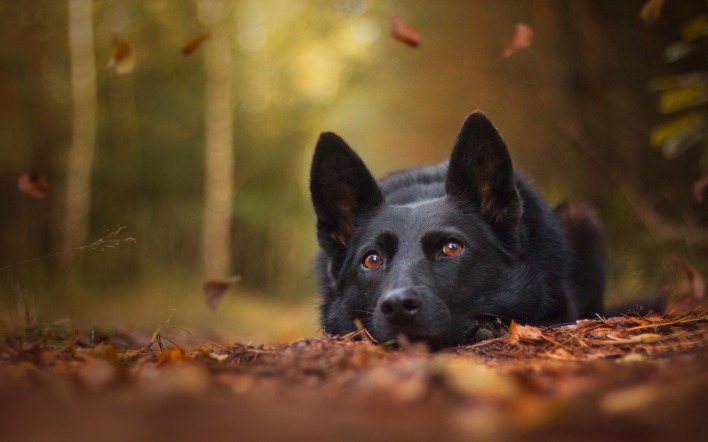 собака черный пес лежит осень листья