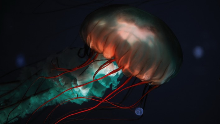 медуза глубина океан темнота