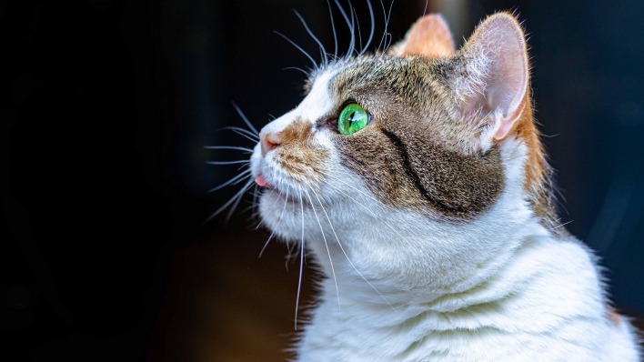 кот зеленые глаза морда