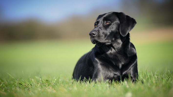 собака лужайка черный лабрадор трава лежит
