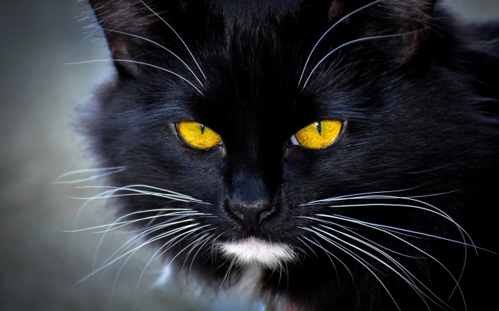 кот черный усы морда глаза