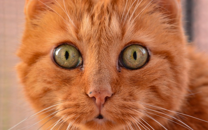 кот рыжий глаза взгляд морда