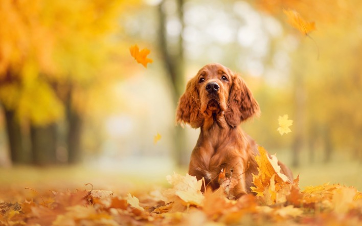 собака спаниель листья осень
