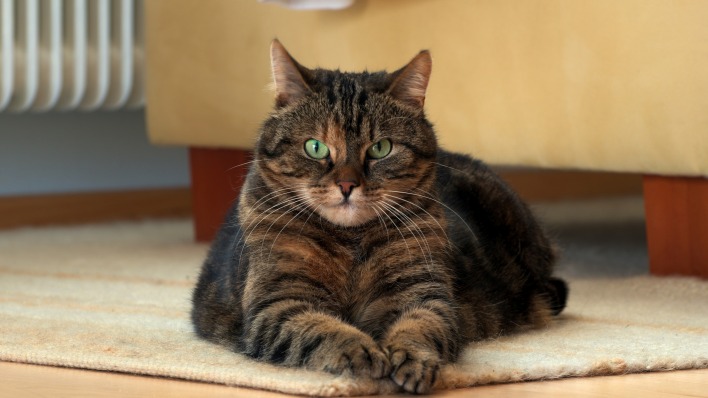 кот толстый лежит на ковре