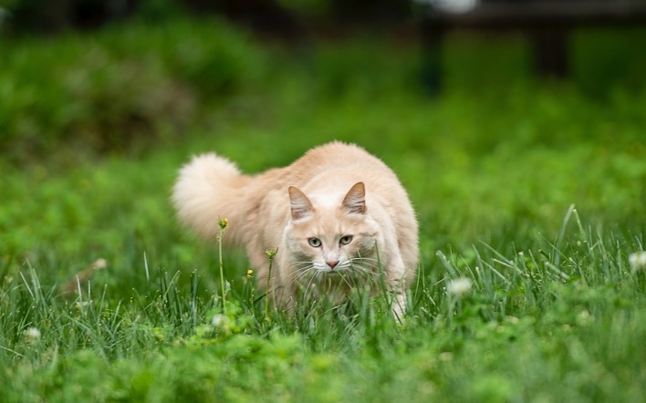 кот в траве лужайка трава зелень