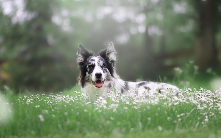 собака лайка трава поляна