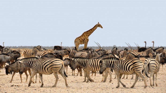 зебры звери стадо жираф