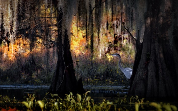 цапля лес болото мрак