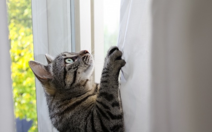 котенок шторы взгляд морда