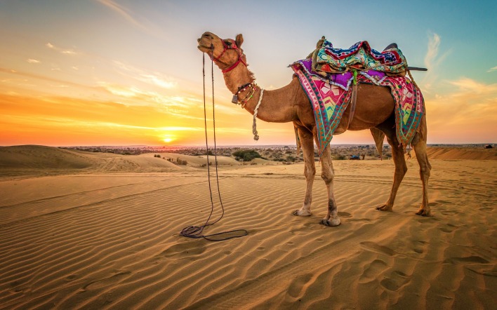 верблюд пустыня пески закат
