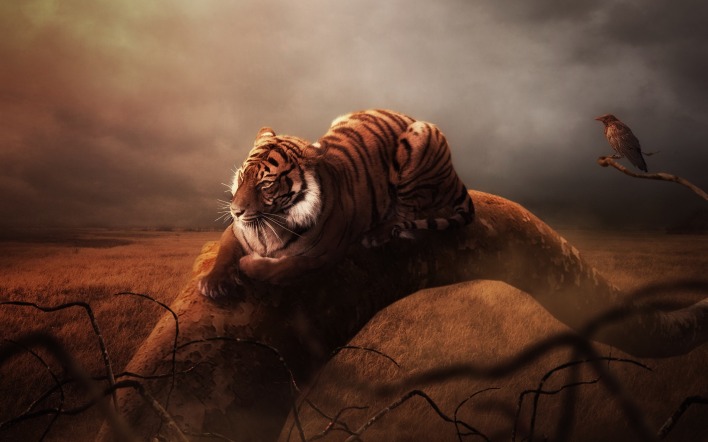 тигр рисунок на камне мрак