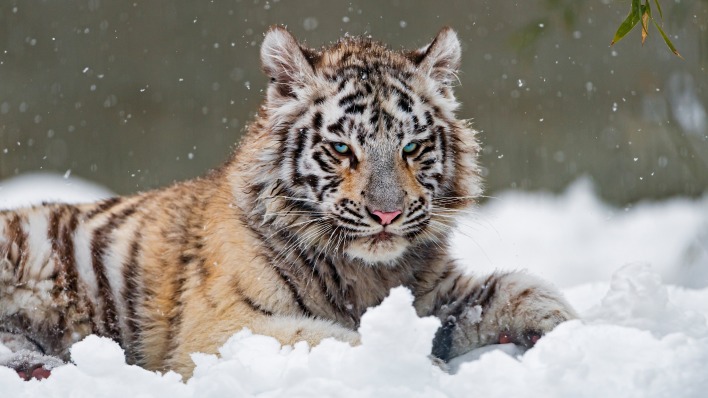 тигр белый на снегу лежит