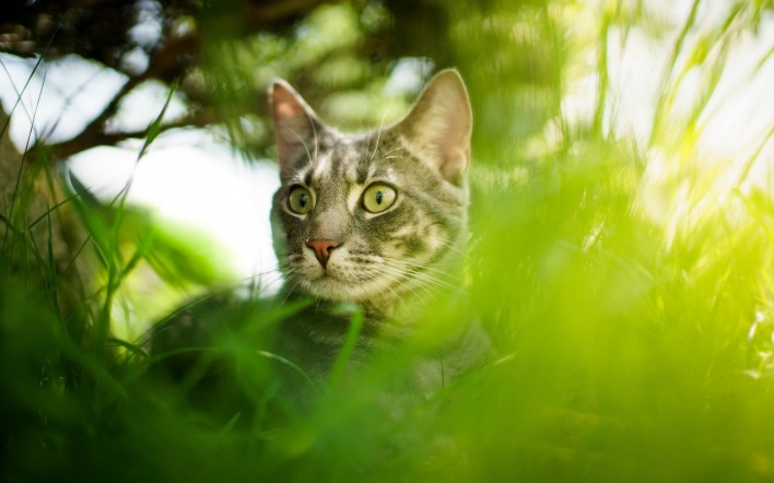 кот в траве взгляд зелень