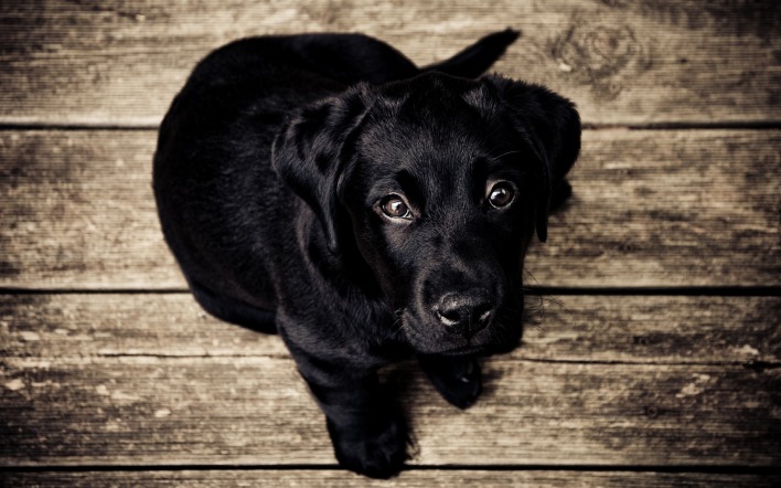 собака черный пес лабрадор щенок