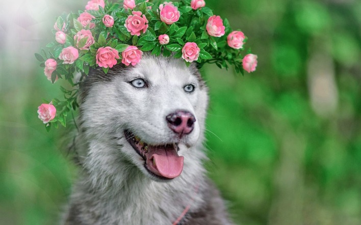 собака хаски морда цветы
