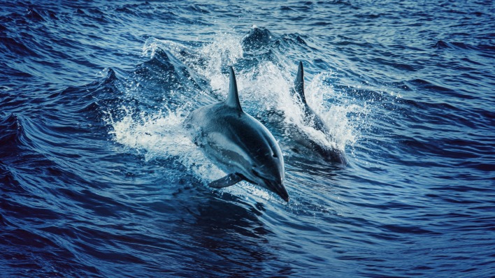 дельфины океан вода