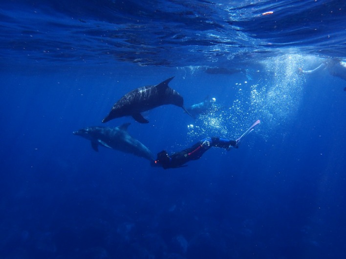 дельфины аквалангист под водой
