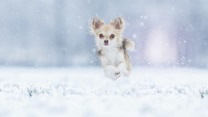 собака бежит на снегу зима