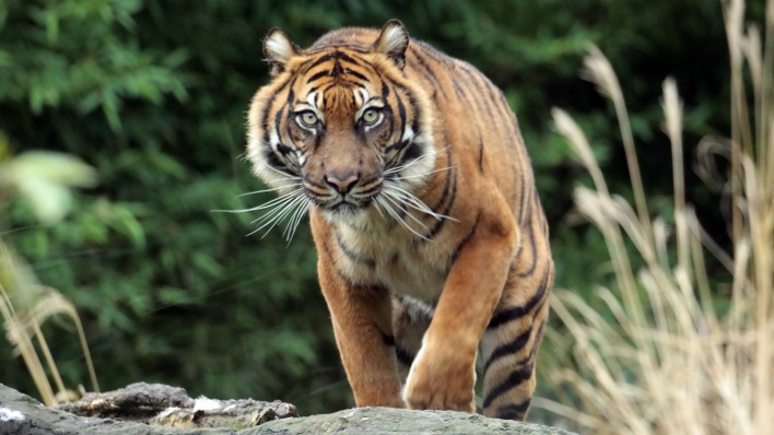 тигр хищник морда взгляд