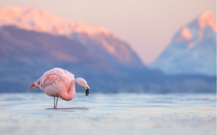 фламинго розовый озеро горы