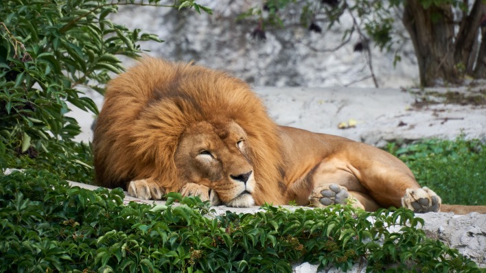 лев лежит хищник царь зверей