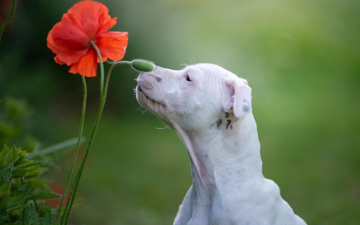 собака белый пес цветок