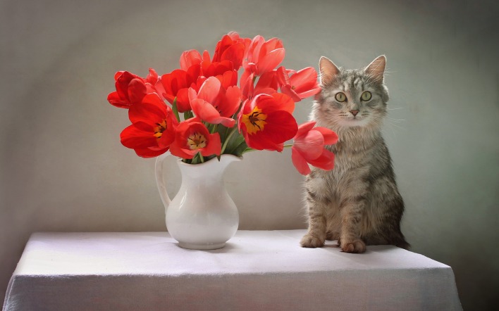 кот цветы ваза красные