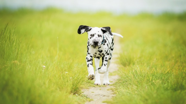 собака далматинец щенок поле трава зелень