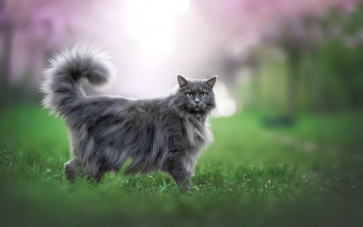 кот серый на траве нибелунг