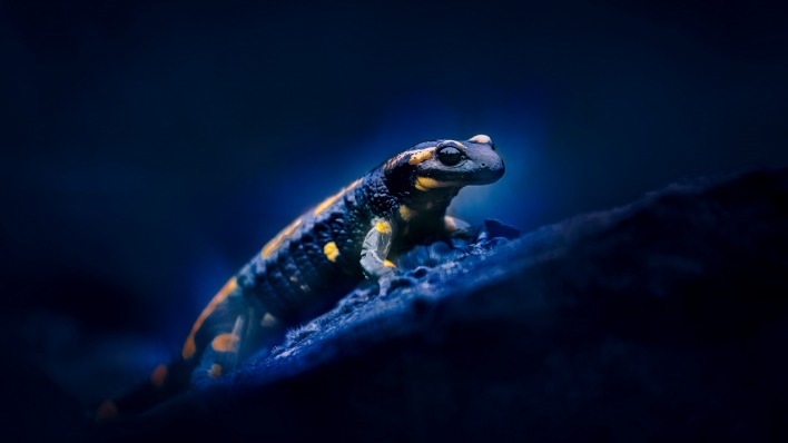 ящерица рептилия синий