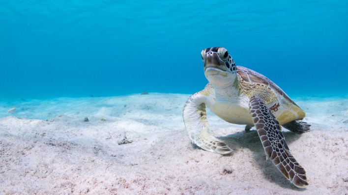 черепаха морская дно океан под водой