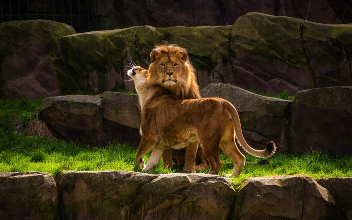 лев львица семья камни зоопарк
